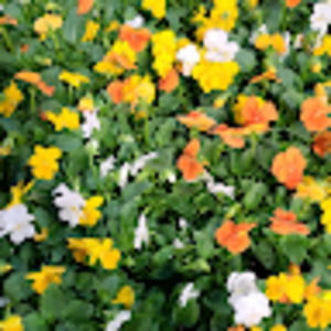 Meet your Posher, Janeth